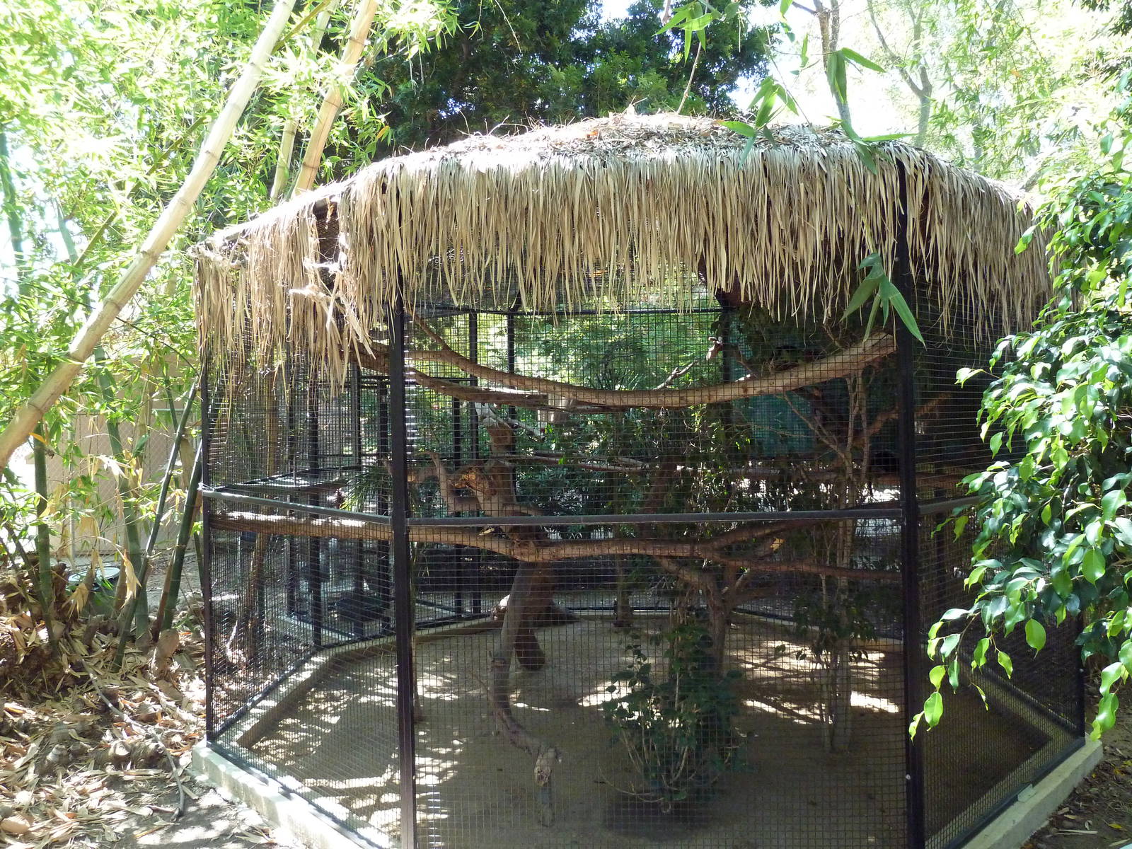 Golden-Headed Lion Tamarin Exhibit