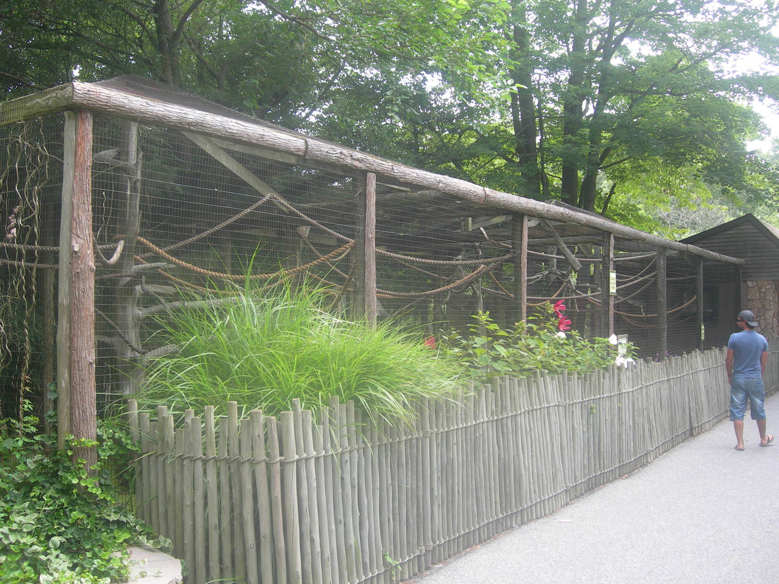 Golden Headed Lion Tamarin Exhibit
