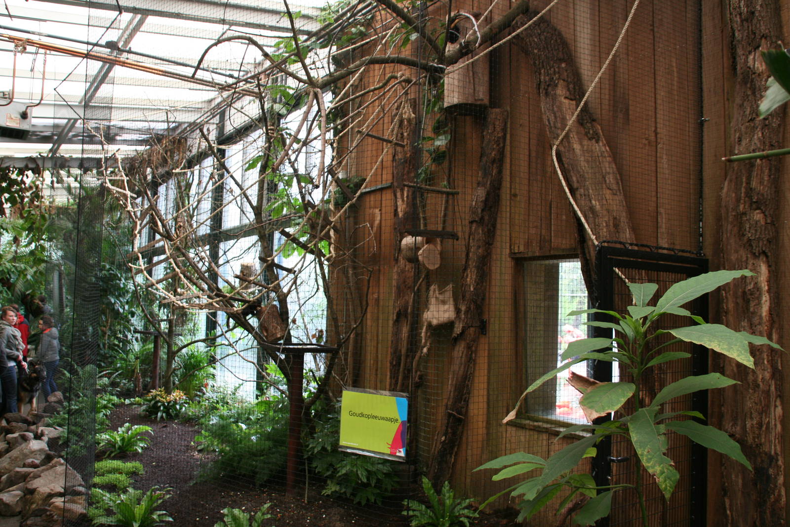 Golden-headed lion tamarin exhibit