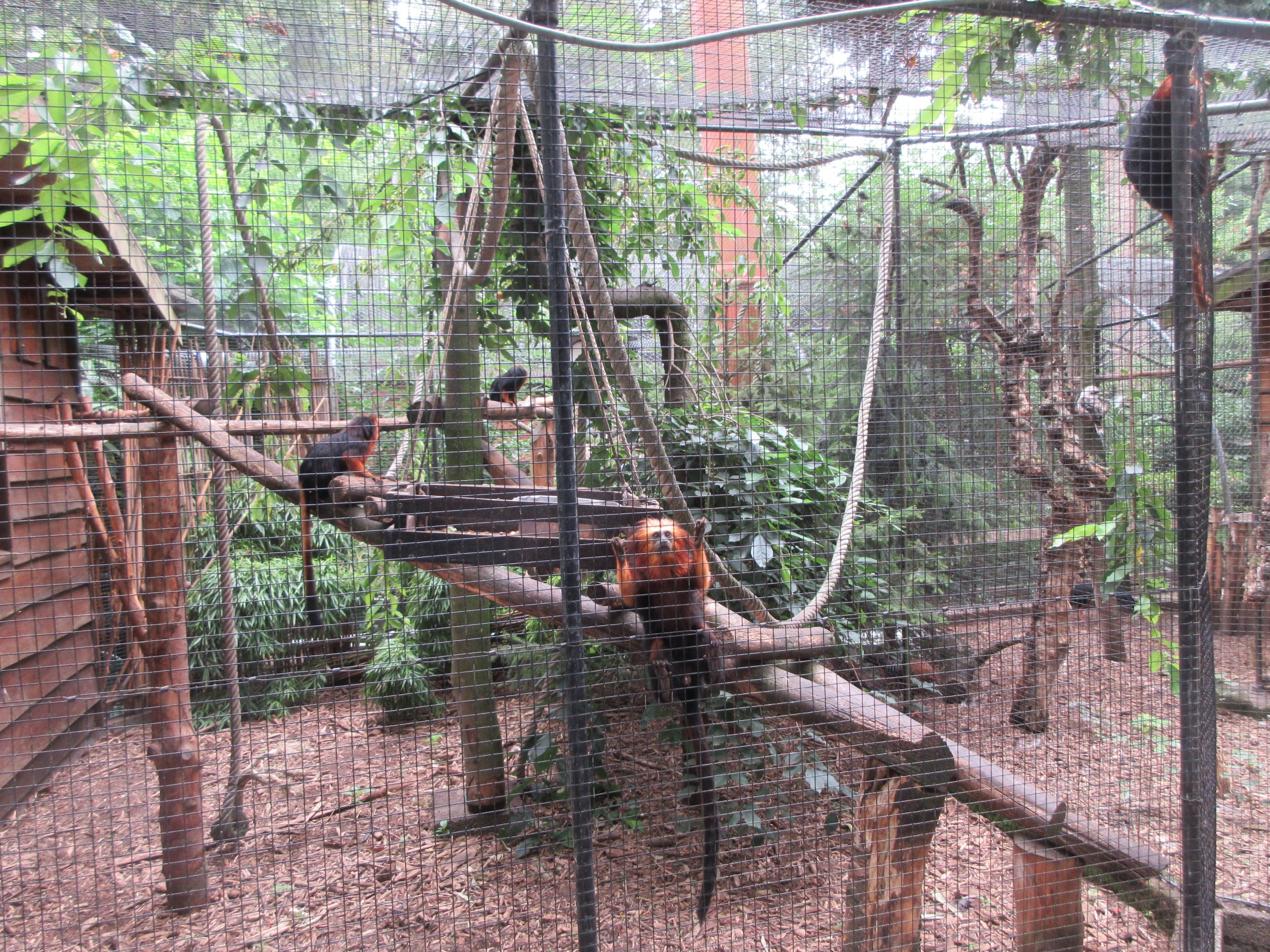 Golden-headed Lion Tamarin Exhibit