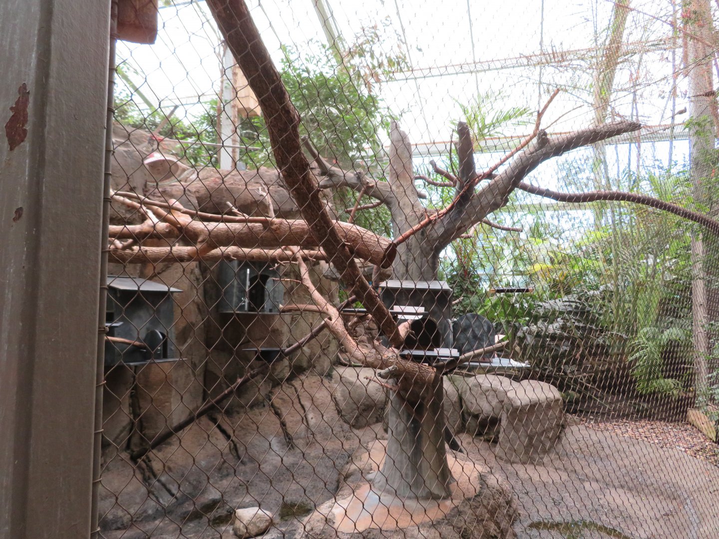 Golden-headed Lion Tamarin Exhibit