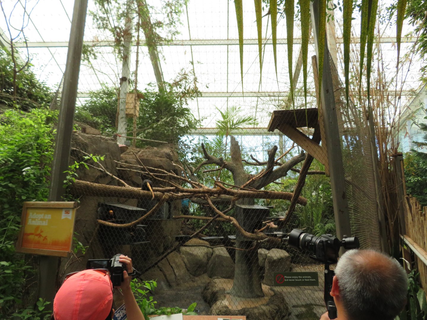 Golden-headed Lion Tamarin Exhibit