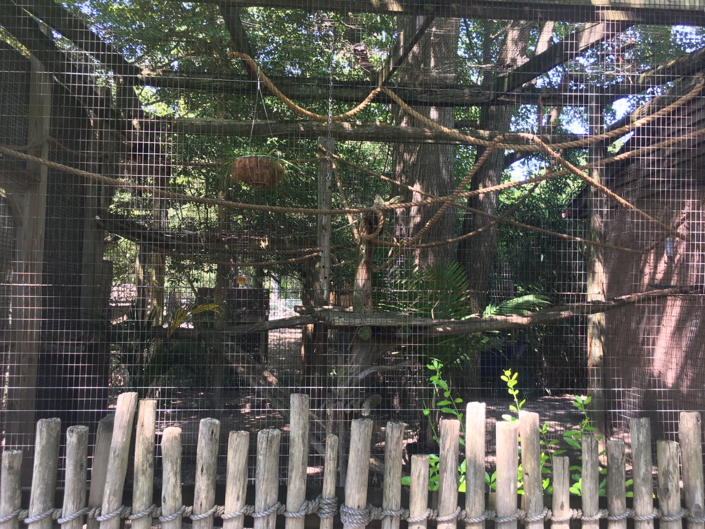 Golden-headed Lion Tamarin Exhibit