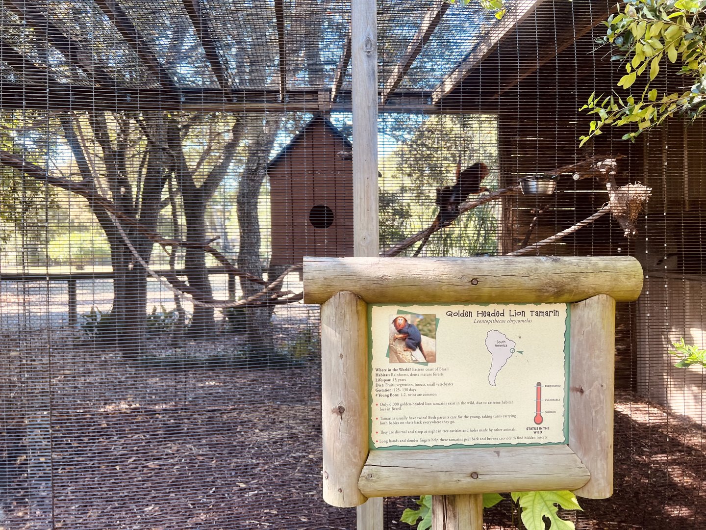 Golden-Headed Lion Tamarin Exhibit