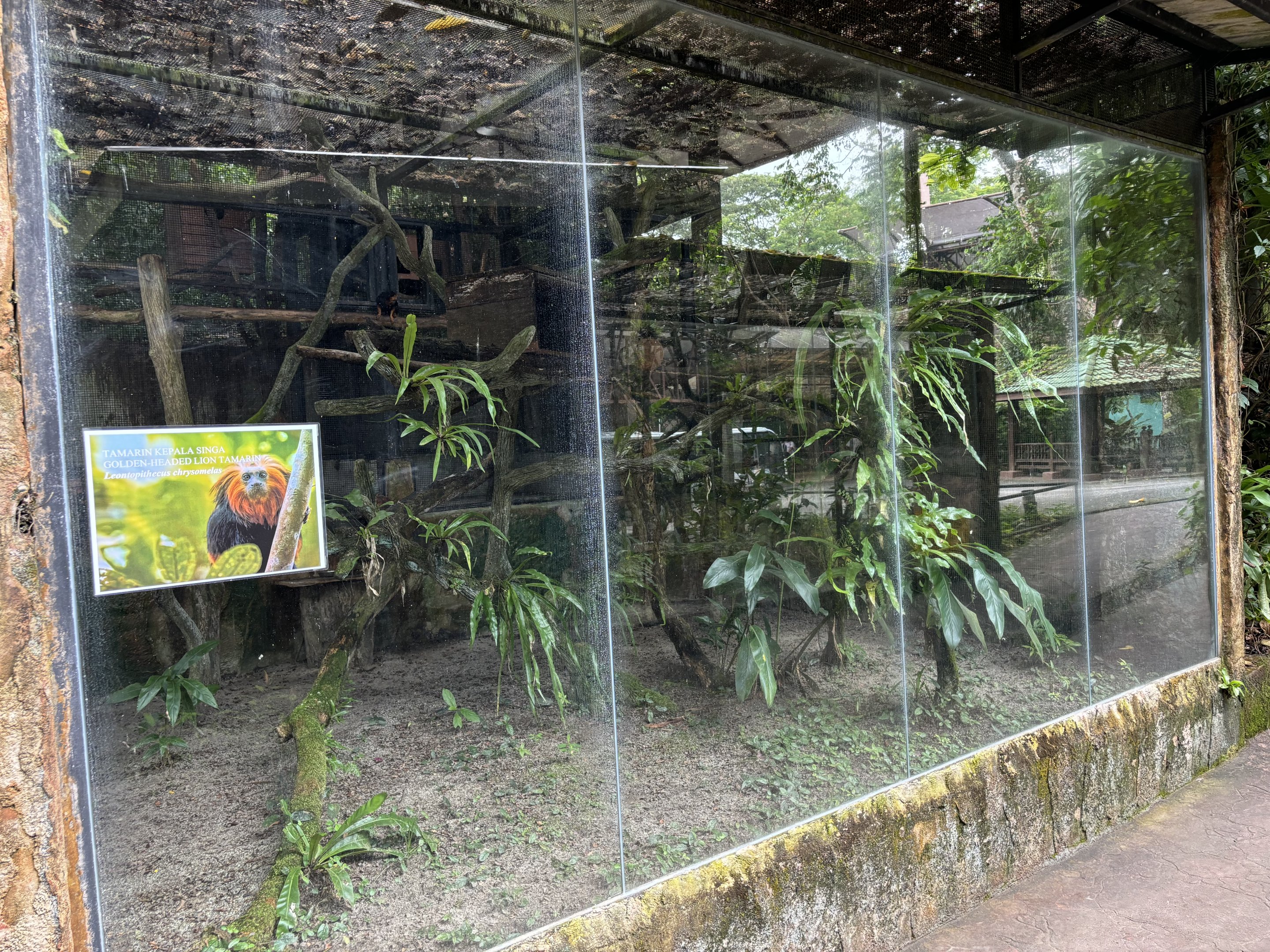 Golden-headed Lion Tamarin Exhibit
