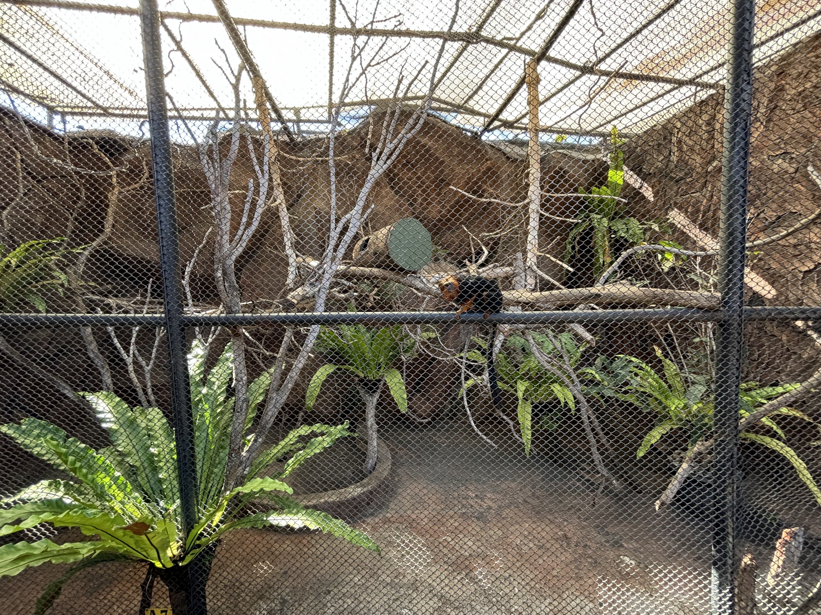 Golden-headed Lion Tamarin Exhibit