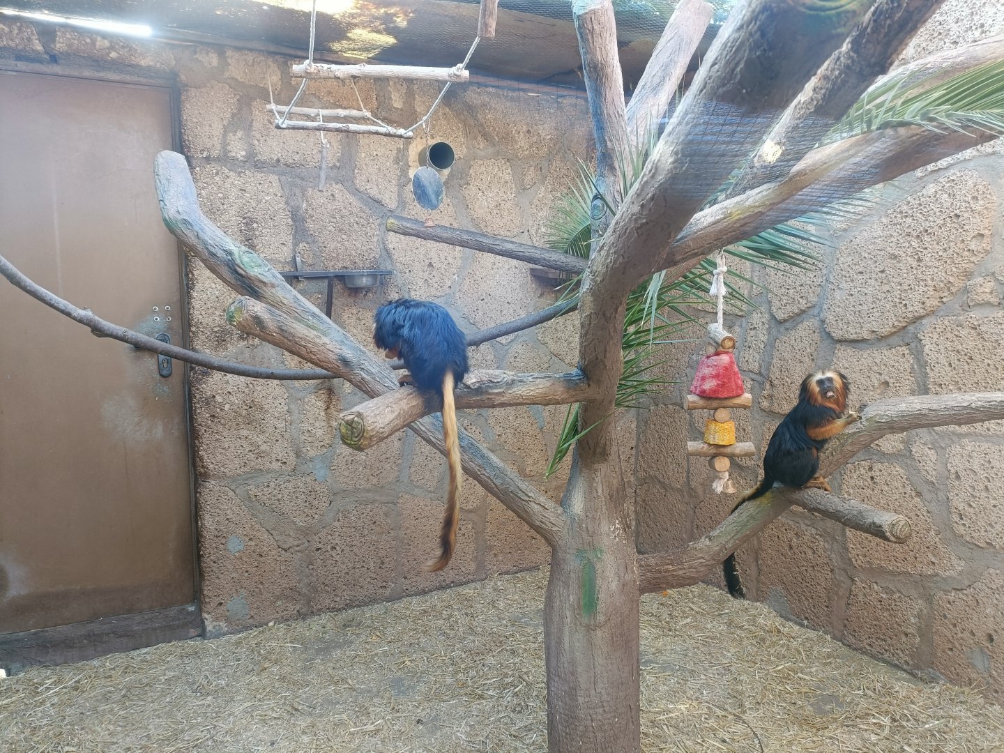 Golden-headed lion tamarin exhibit