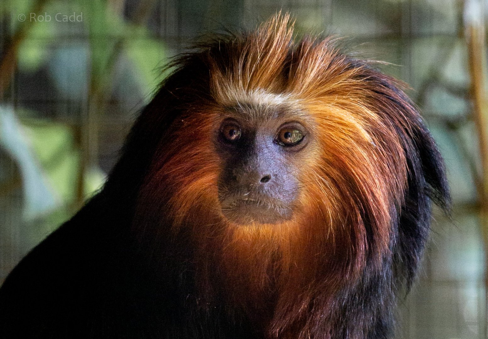Golden-headed lion tamarin : Exmoor Zoo : 16 Sep 2020