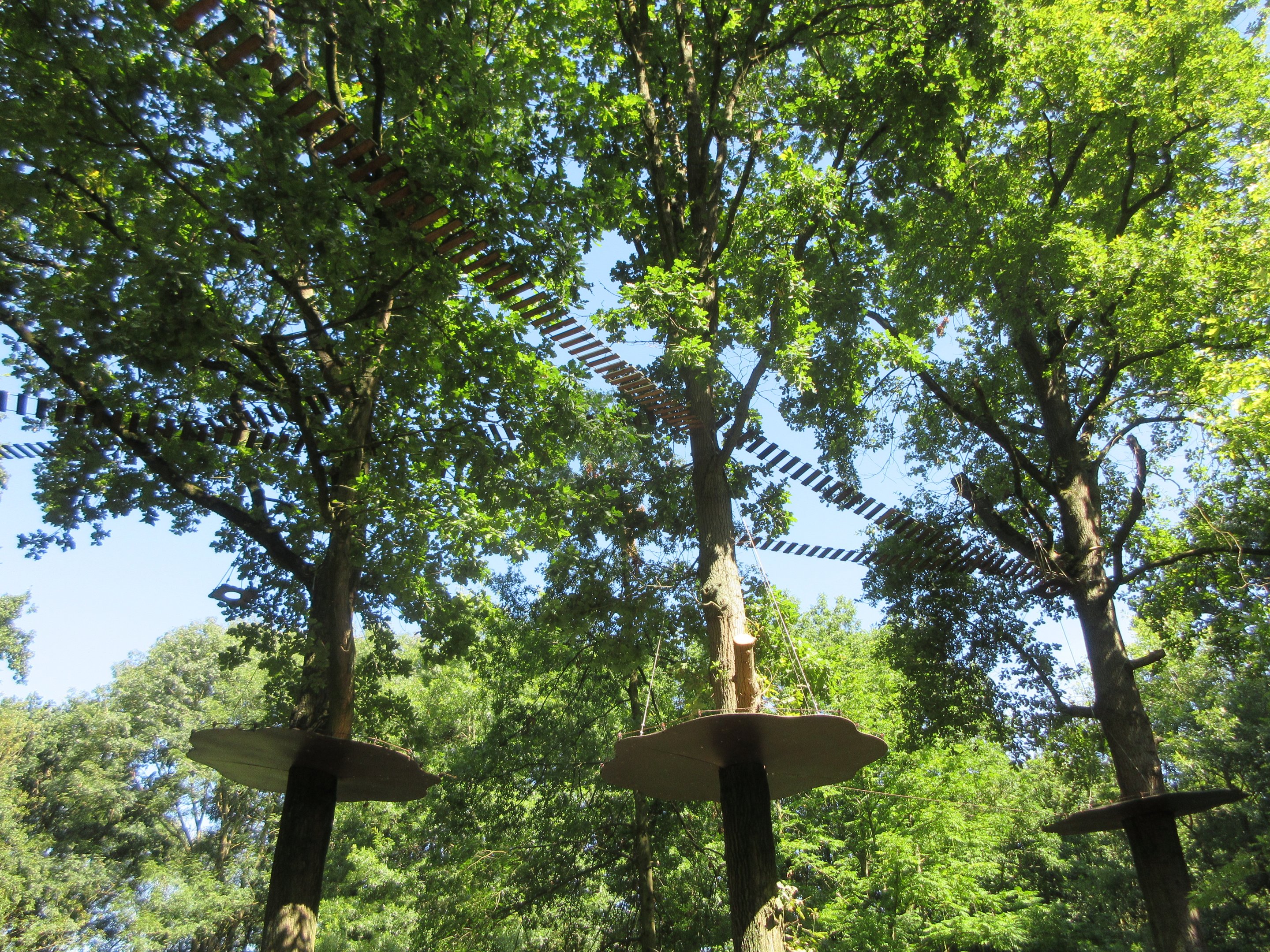 Golden-headed Lion Tamarin/Geoffrey's Marmoset Walk-through Exhibit