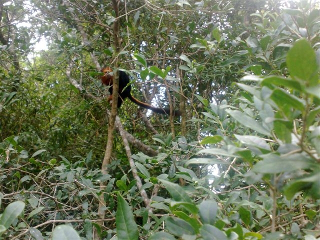 Golden Headed Lion Tamarin  - IBRACNA