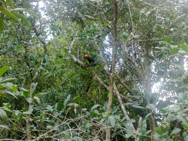 Golden Headed Lion Tamarin  - IBRACNA