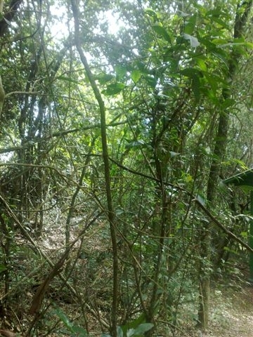 Golden Headed Lion Tamarin  - IBRACNA