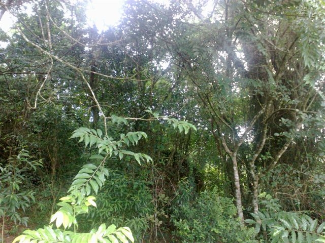 Golden Headed Lion Tamarin  - IBRACNA