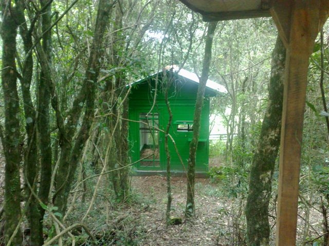 Golden Headed Lion Tamarin  - IBRACNA