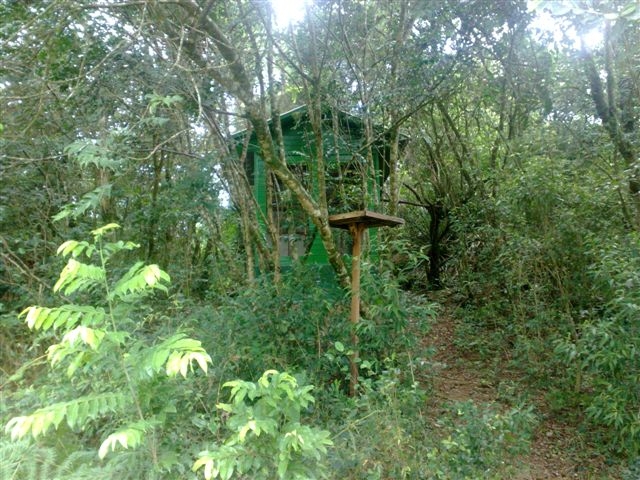 Golden Headed Lion Tamarin  - IBRACNA