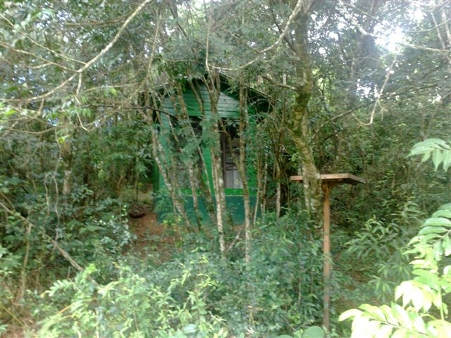 Golden Headed Lion Tamarin  - IBRACNA