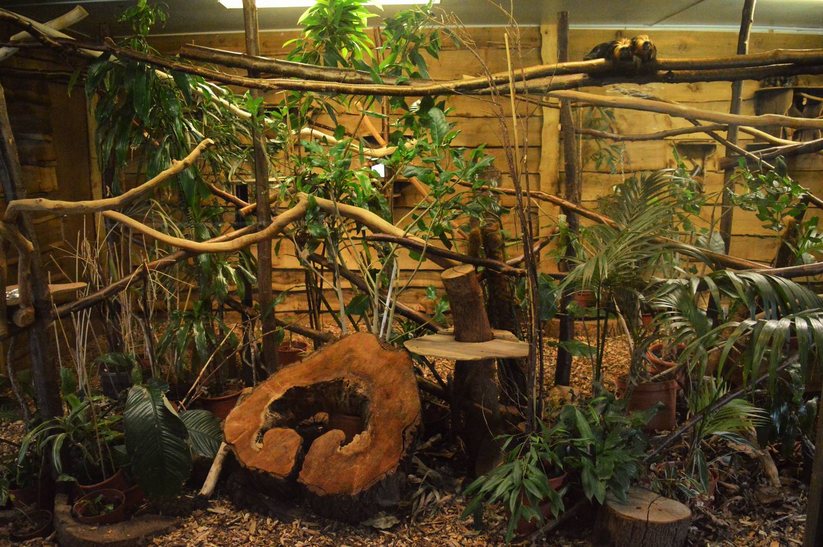 Golden Headed Lion Tamarin indoor area