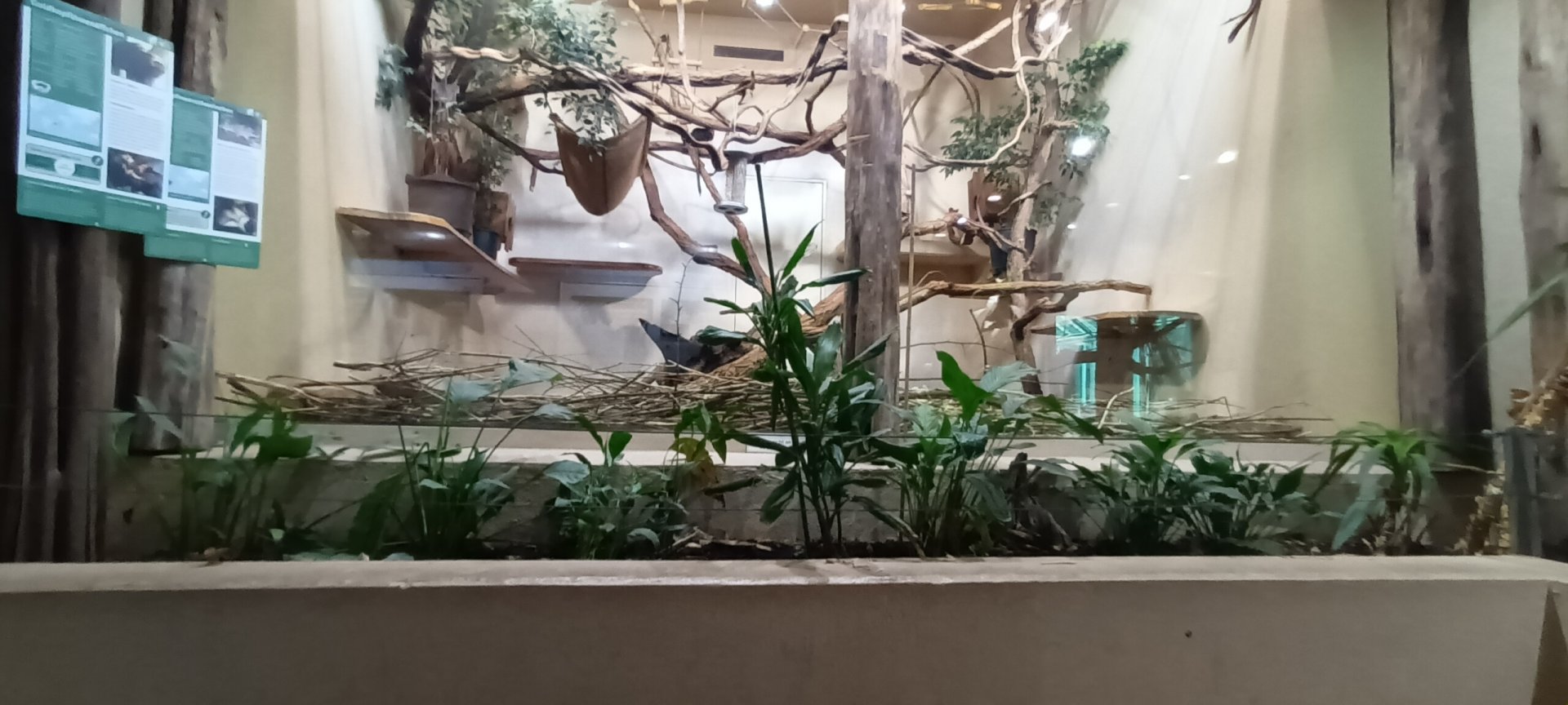 Golden headed Lion Tamarin Indoor Enclosure