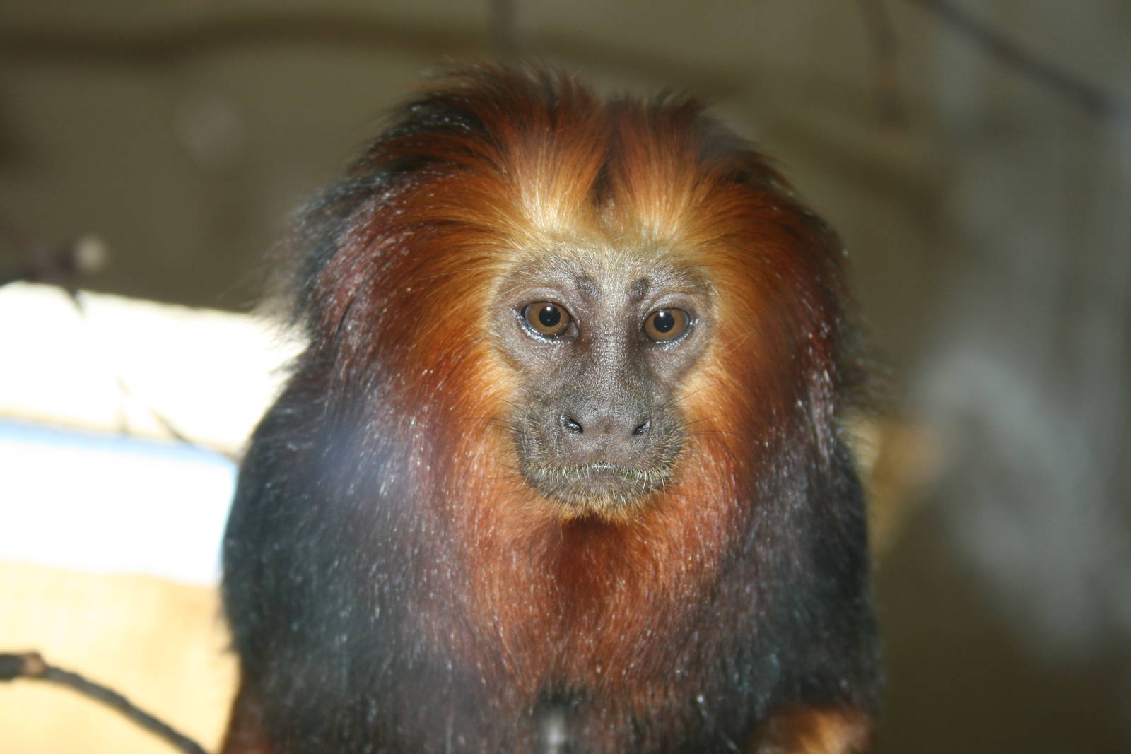 golden headed lion tamarin- indoor exhibit- zoo trip Europe 2008