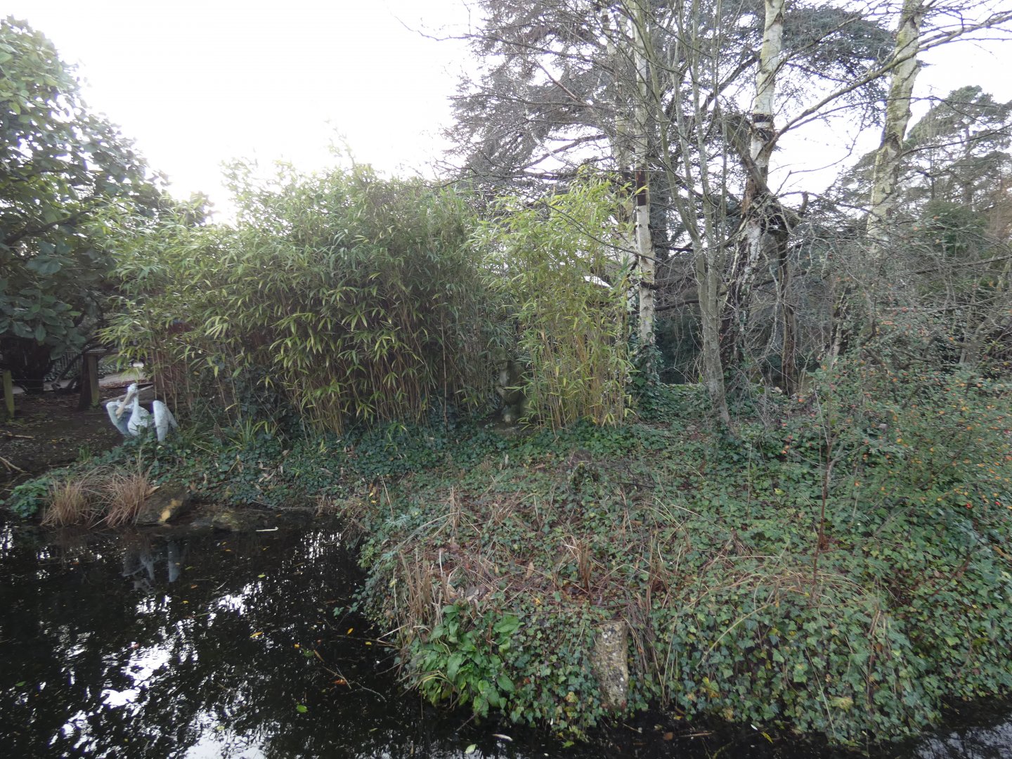 Golden-headed lion tamarin island