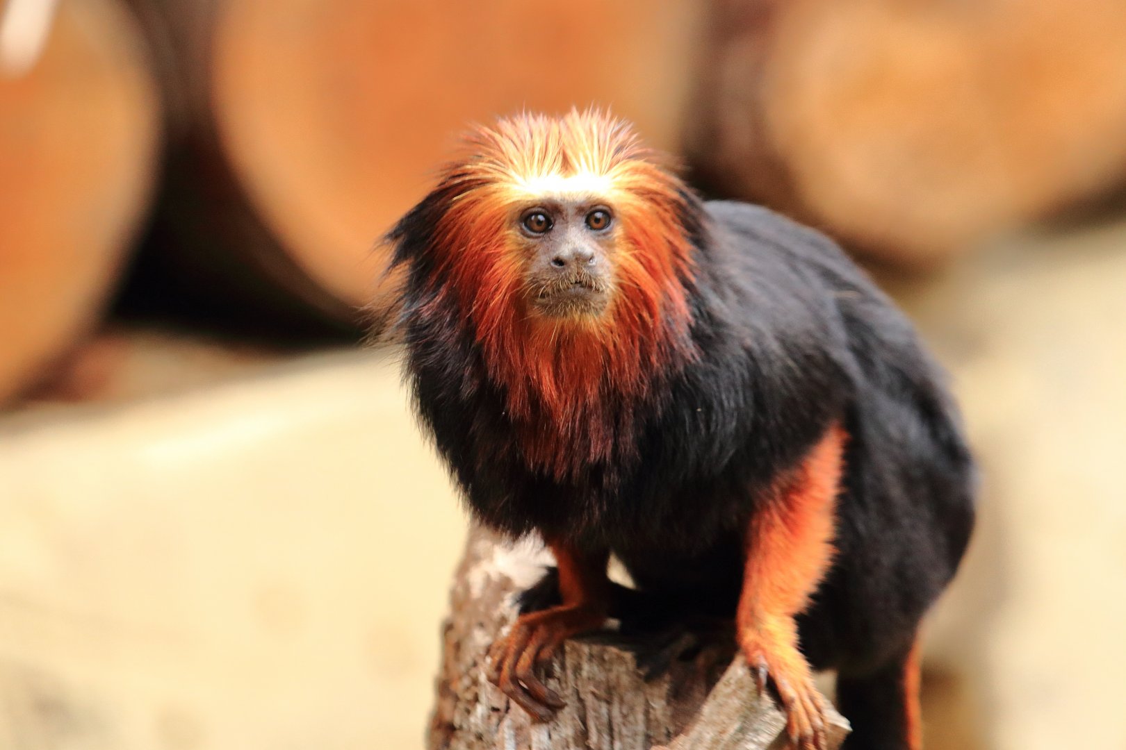 Golden-headed lion tamarin (July 2020)
