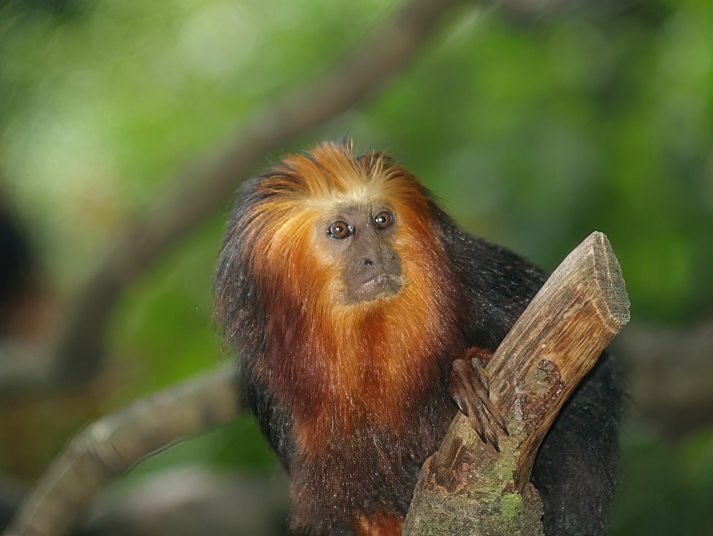 Golden-headed lion tamarin (Leontopithecus chrysomelas), 2007-09-16