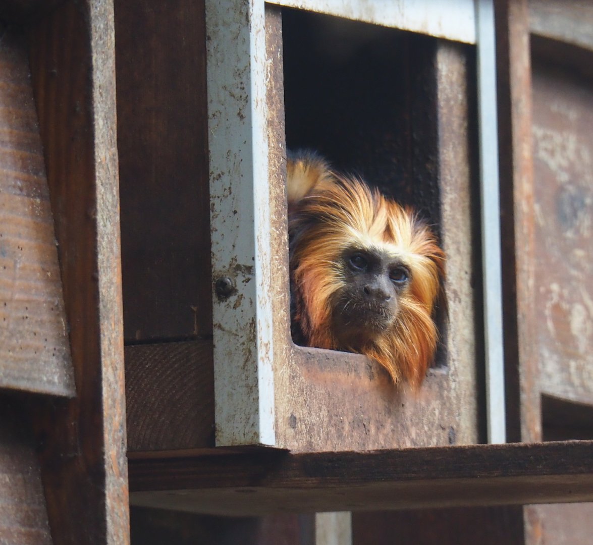 Golden-headed lion tamarin (Leontopithecus chrysomelas), 2019-05-25