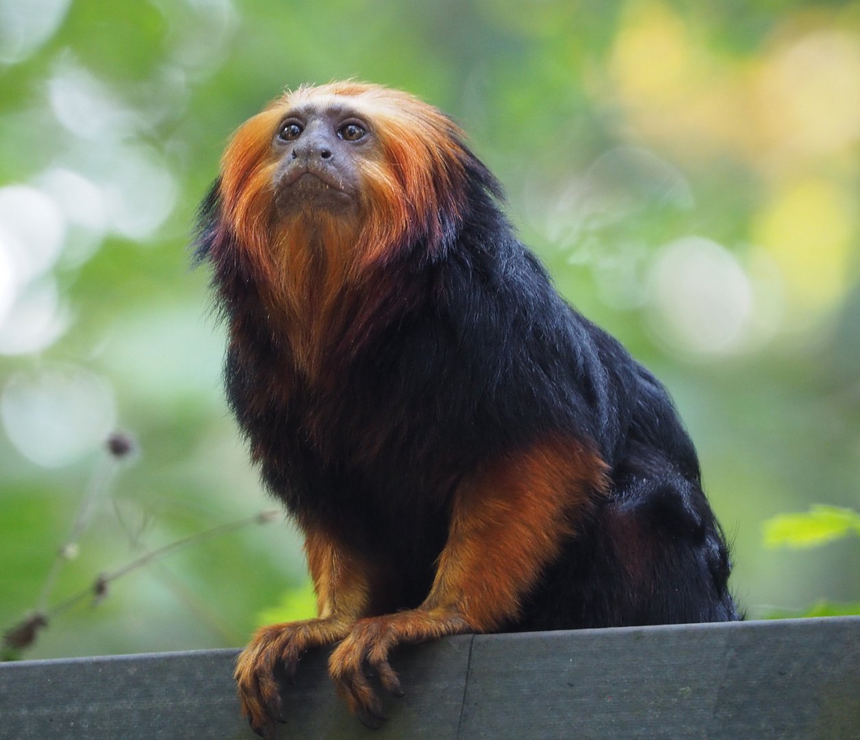 Golden-headed lion tamarin (Leontopithecus chrysomelas), 2020-09-16