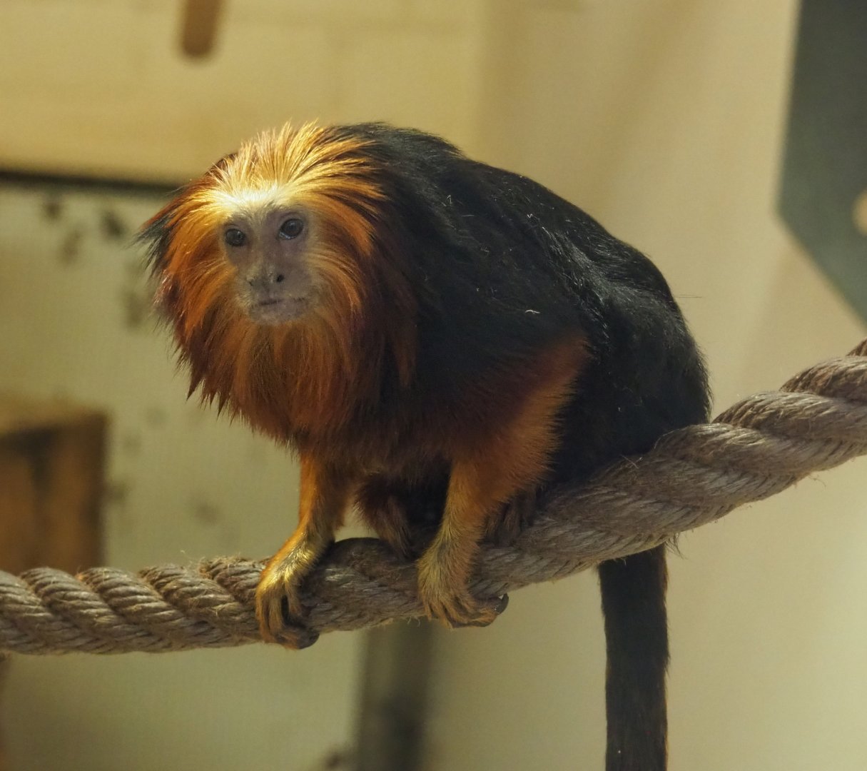 Golden-headed lion tamarin (Leontopithecus chrysomelas), 2020-10-19