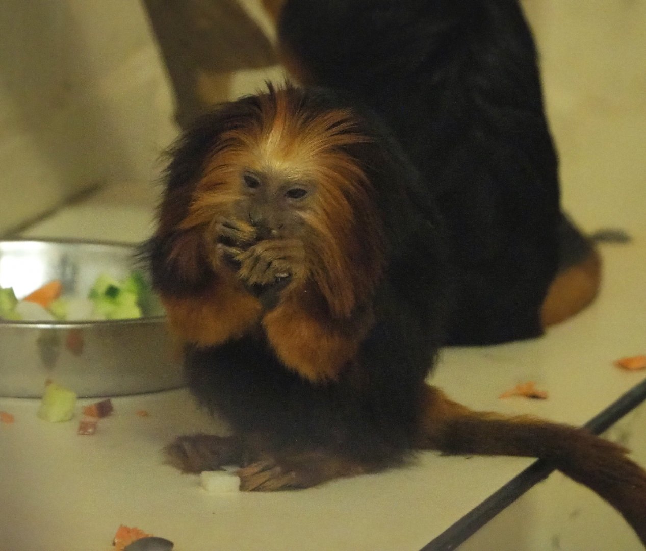 Golden-headed lion tamarin (Leontopithecus chrysomelas), 2021-10-10