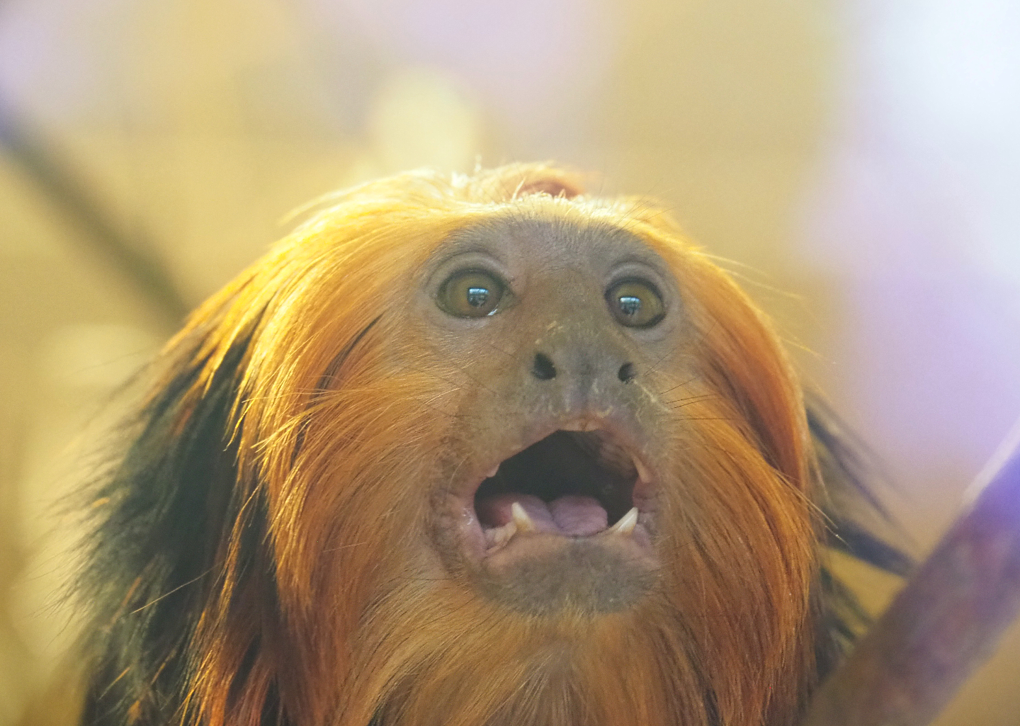Golden-headed lion tamarin (Leontopithecus chrysomelas), 2021-12-07