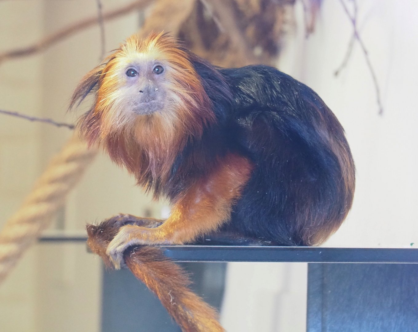 Golden-headed lion tamarin (Leontopithecus chrysomelas), 2021-12-22