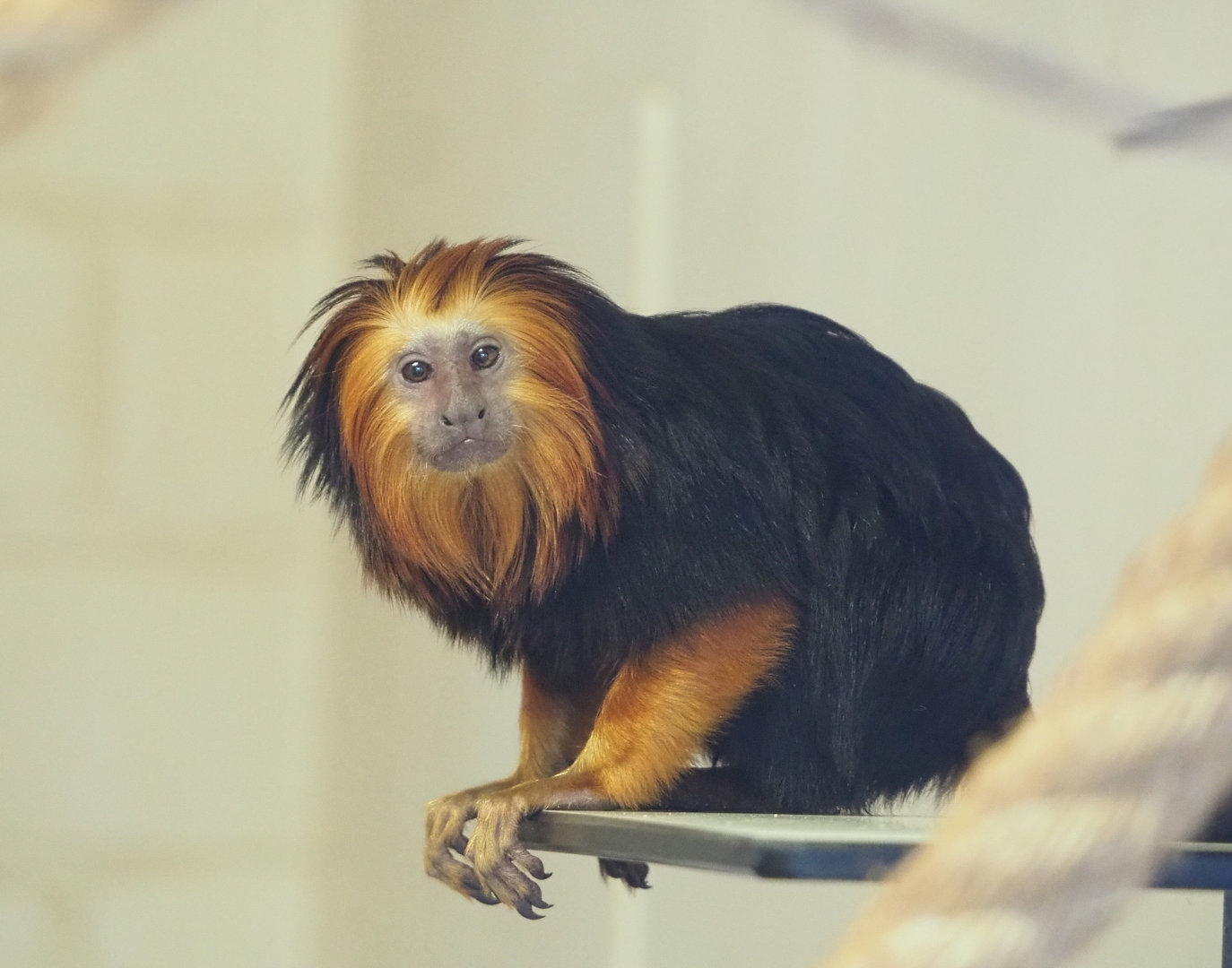 Golden-headed lion tamarin (Leontopithecus chrysomelas), 2022-02-12