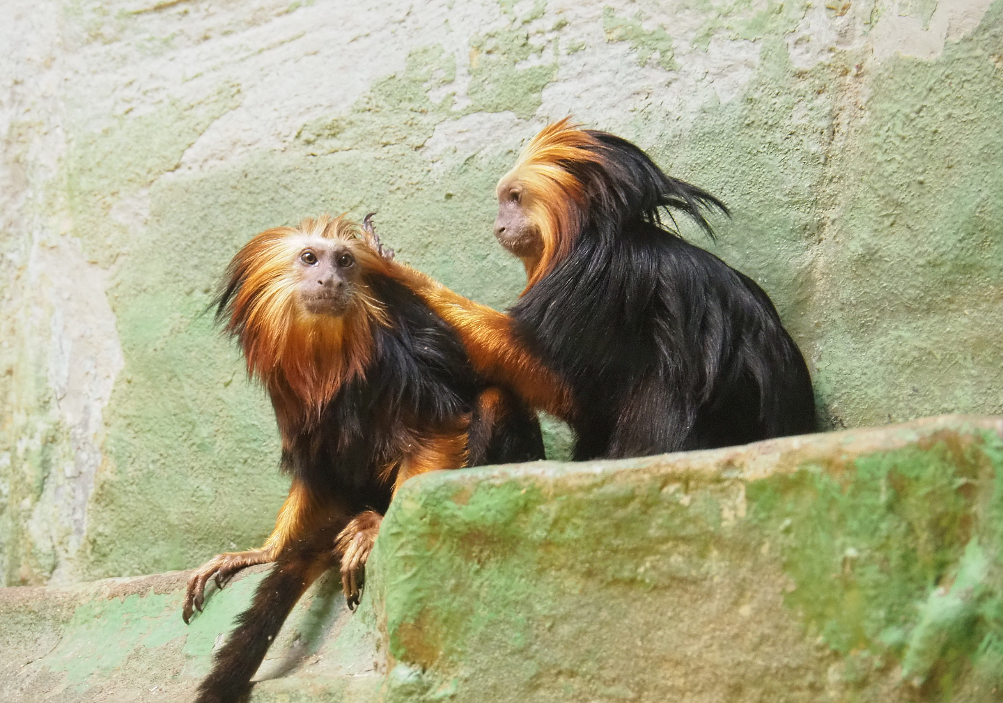 Golden-headed lion tamarin (Leontopithecus chrysomelas), 2022-03-16