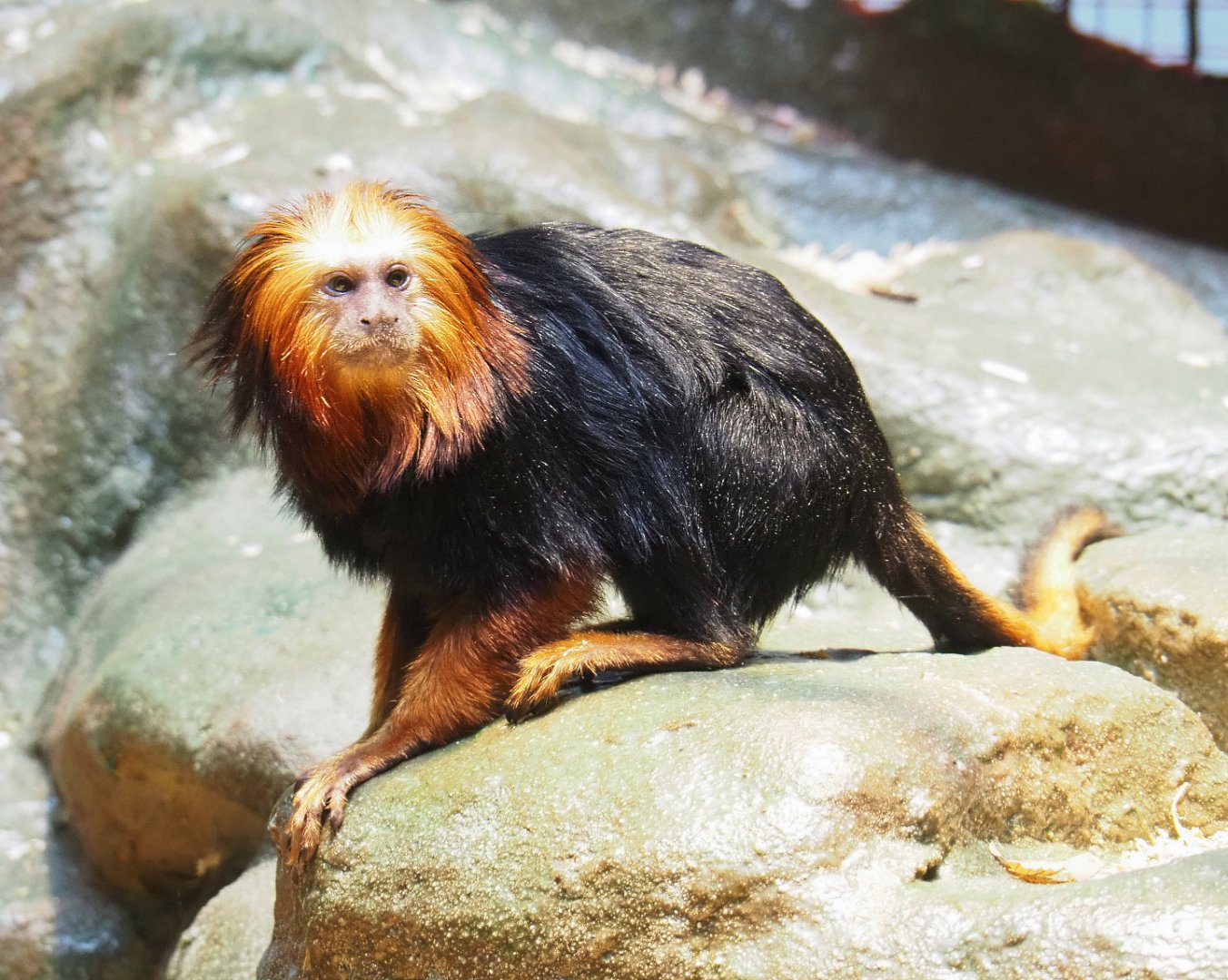 Golden-headed lion tamarin (Leontopithecus chrysomelas), 2022-05-26