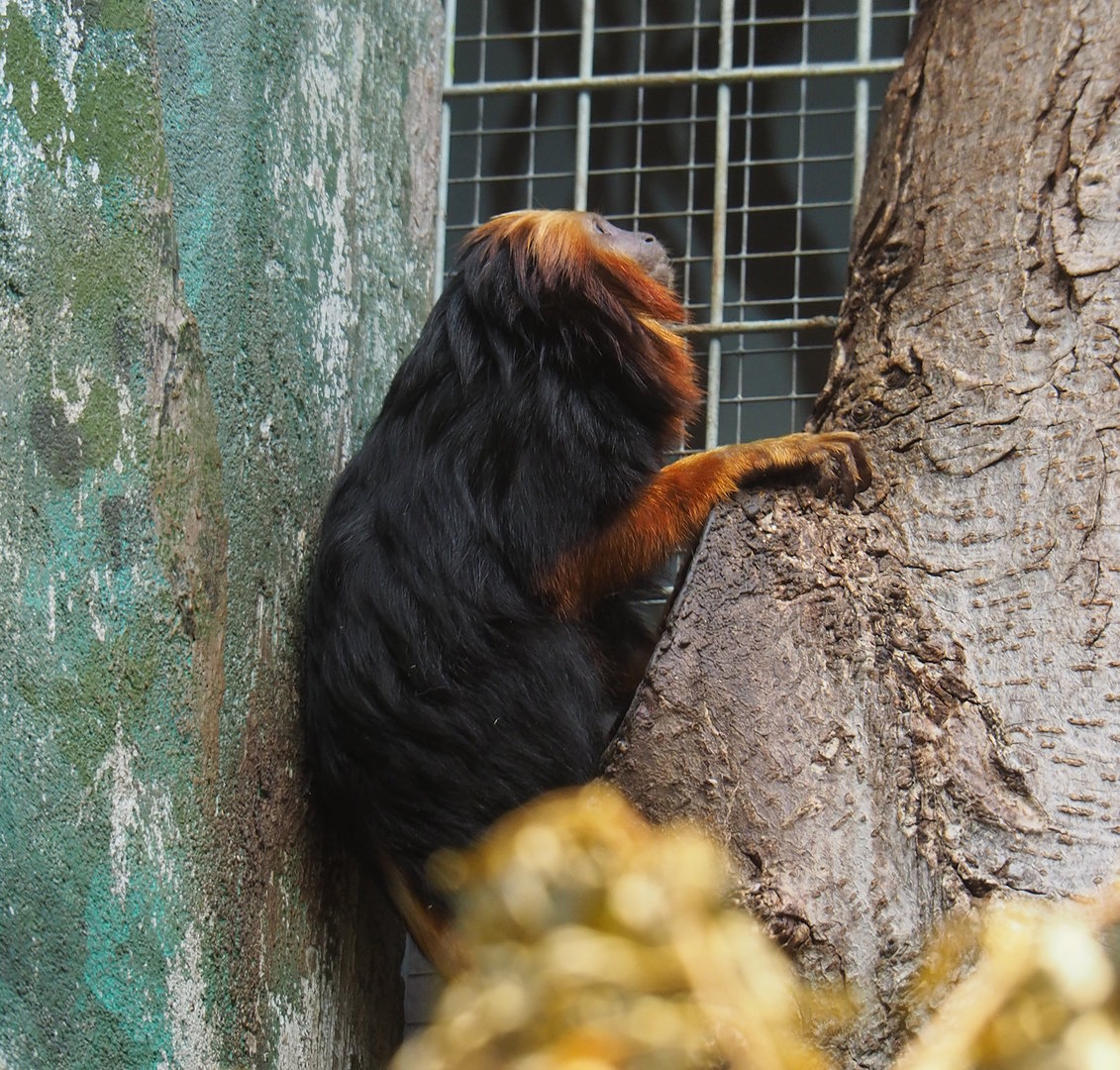 Golden-headed lion tamarin (Leontopithecus chrysomelas), 2022-07-10