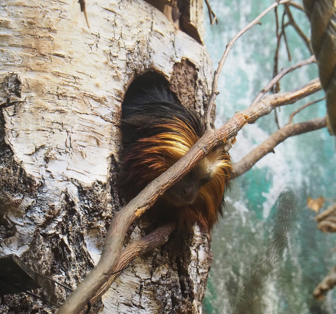 Golden-headed lion tamarin (Leontopithecus chrysomelas), 2022-08-16