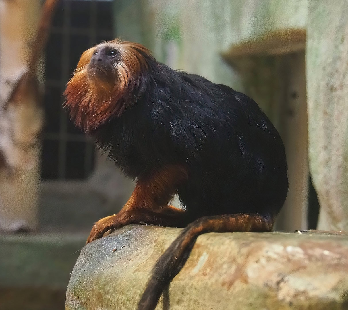 Golden-headed lion tamarin (Leontopithecus chrysomelas), 2022-09-04