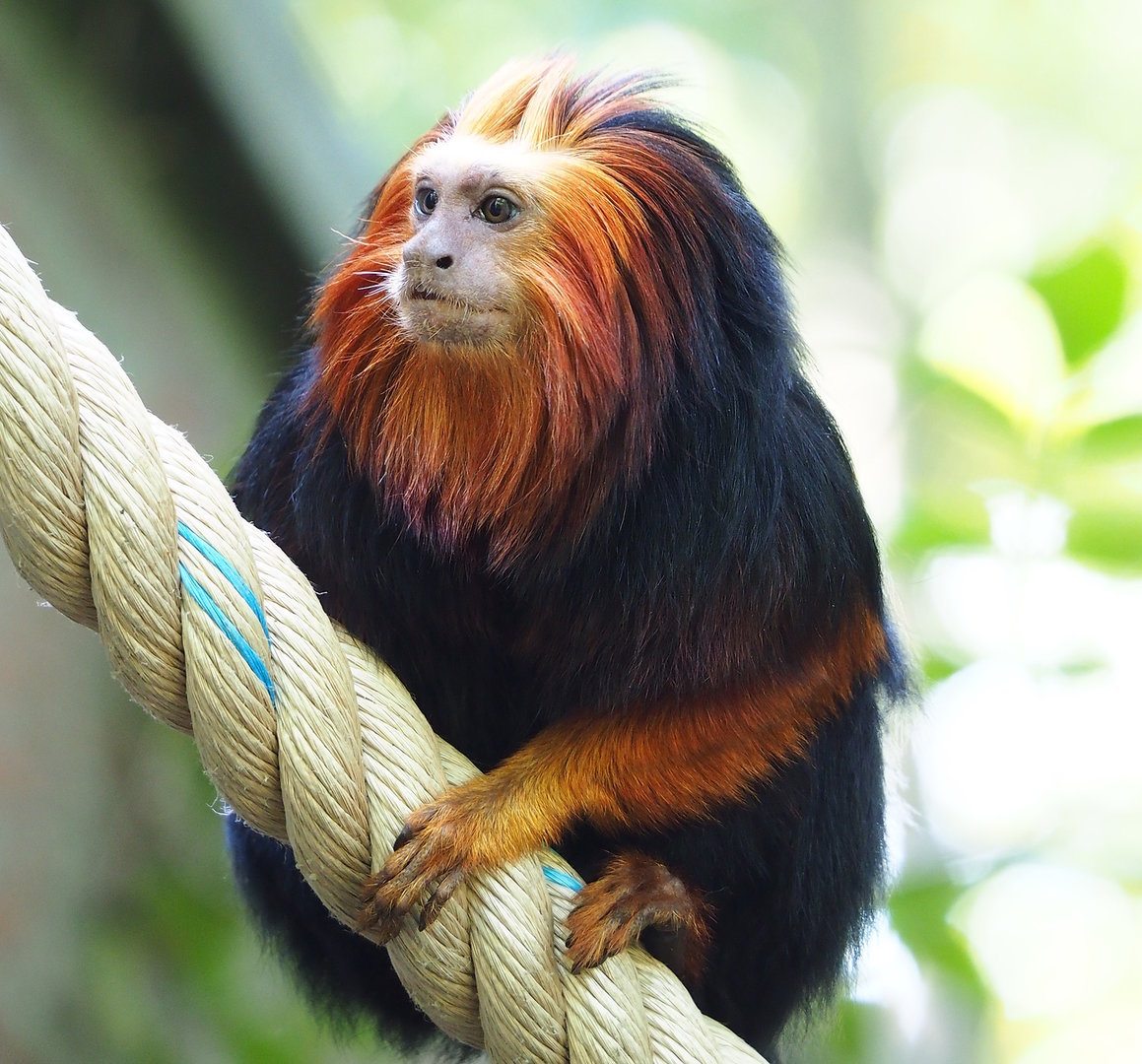 Golden-headed lion tamarin (Leontopithecus chrysomelas), 2022-09-12