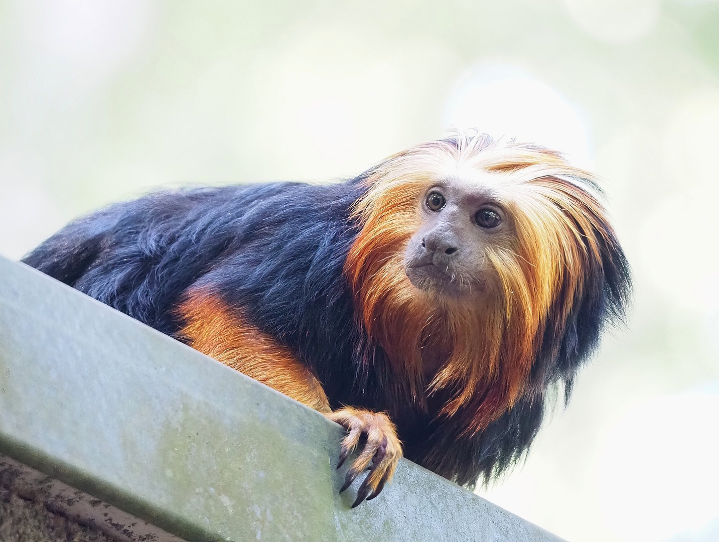 Golden-headed lion tamarin (Leontopithecus chrysomelas), 2022-09-12