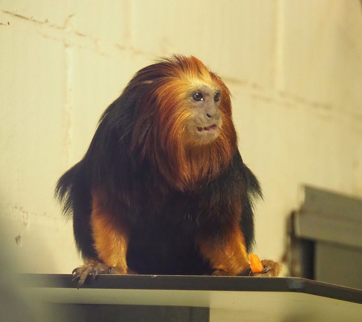 Golden-headed lion tamarin (Leontopithecus chrysomelas), 2022-10-19