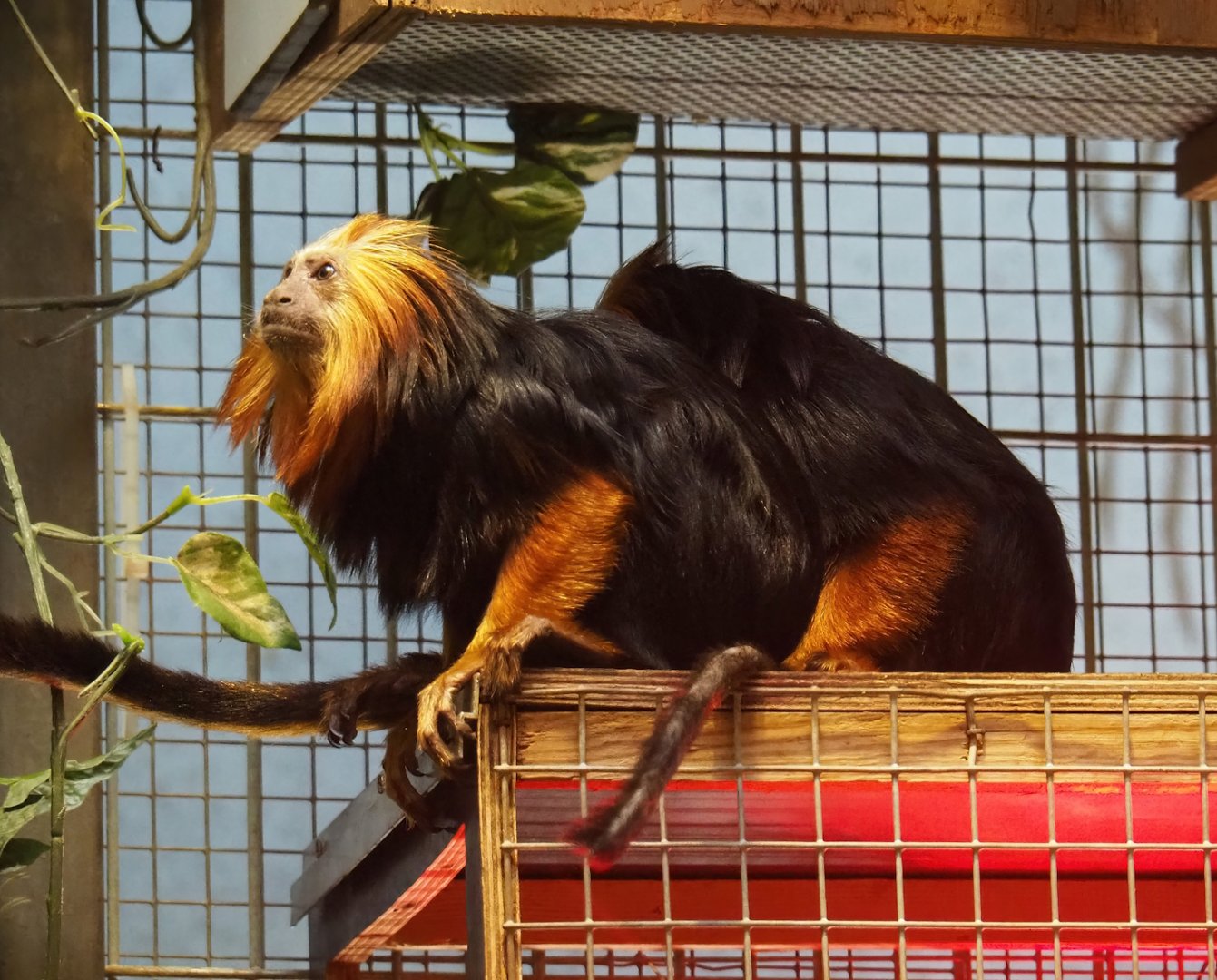 Golden-headed lion tamarin (Leontopithecus chrysomelas), 2023-04-08