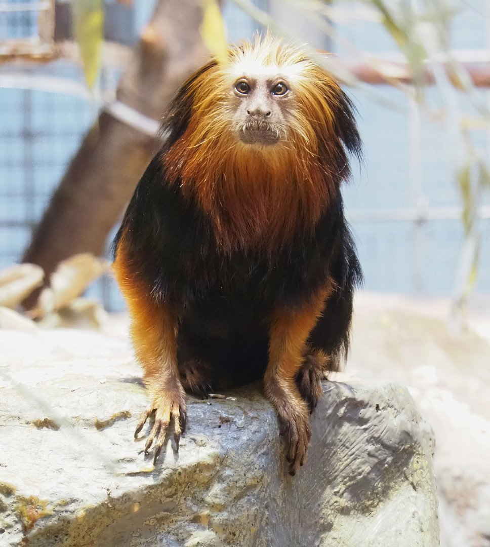 Golden-headed lion tamarin (Leontopithecus chrysomelas), 2023-07-22
