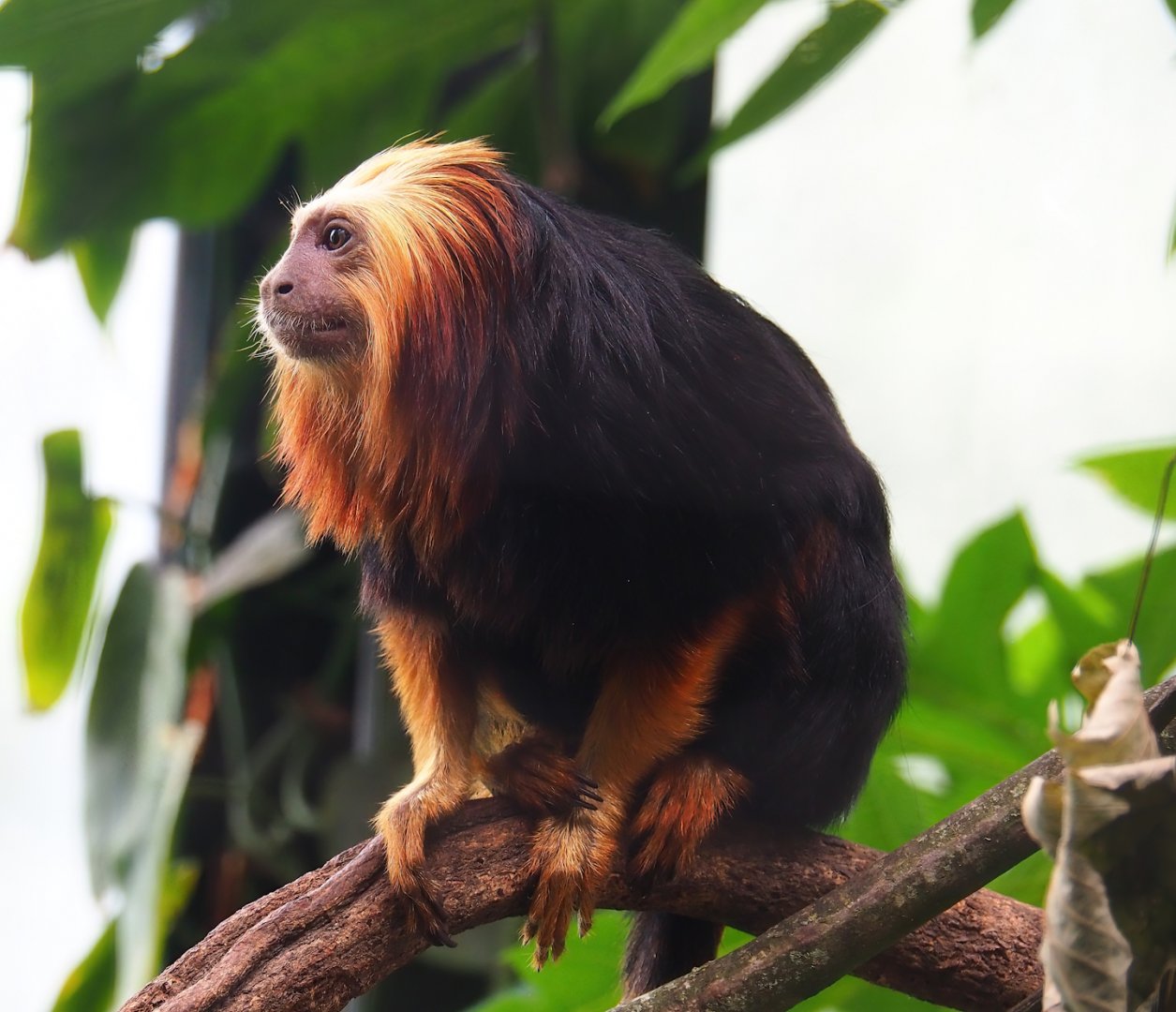 Golden-headed lion tamarin (Leontopithecus chrysomelas), 2023-08-17