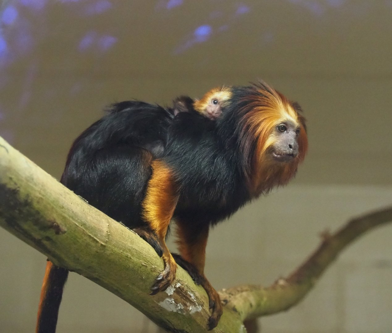 Golden-headed lion tamarin (Leontopithecus chrysomelas), 2023-10-04