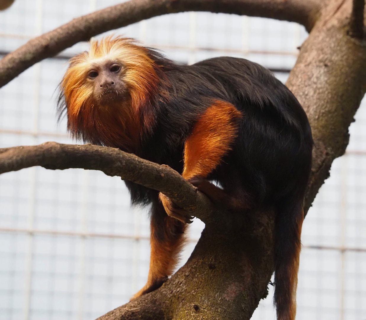 Golden-headed lion tamarin (Leontopithecus chrysomelas), 2024-03-09