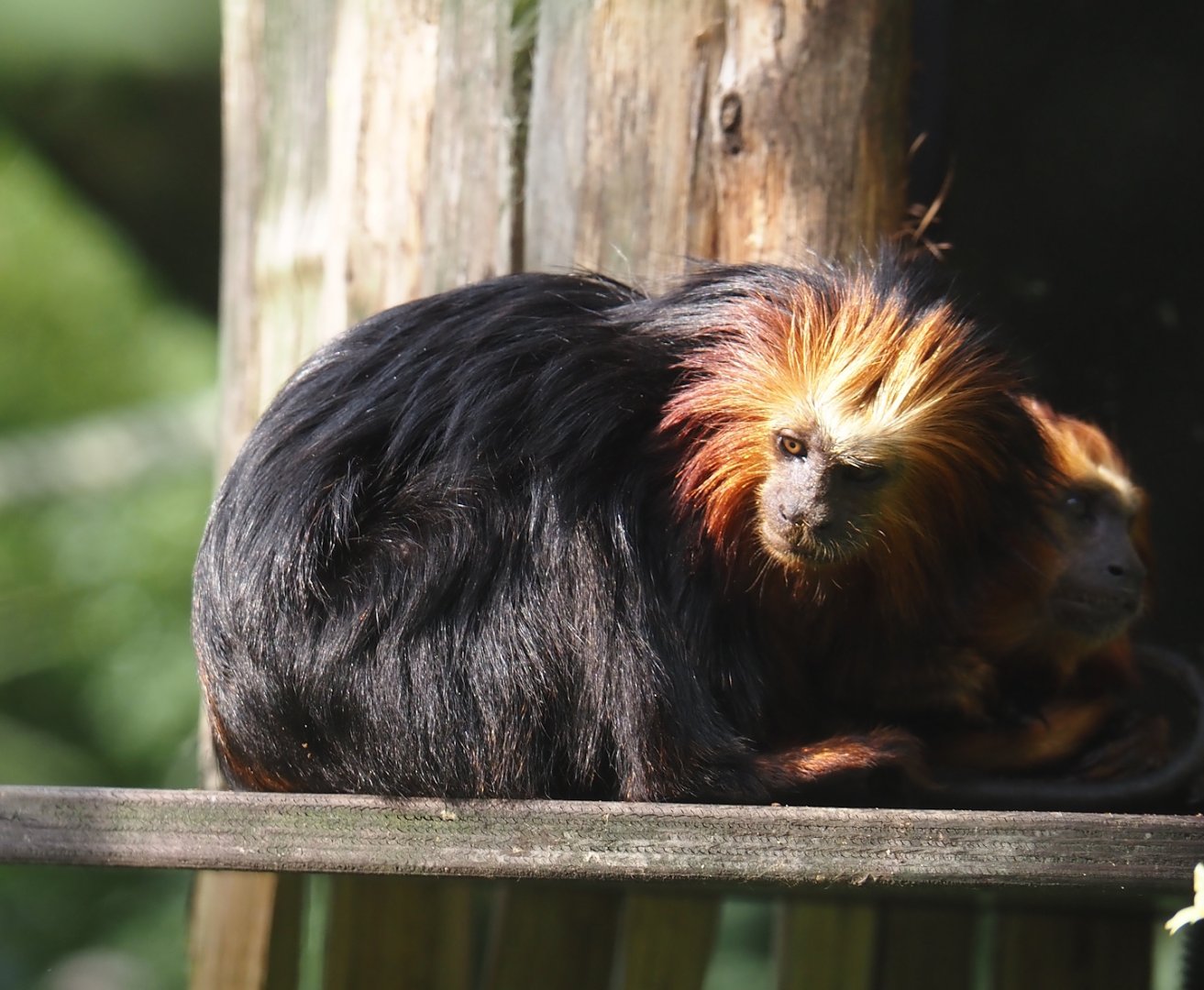 Golden-headed lion tamarin (Leontopithecus chrysomelas), 2024-08-18
