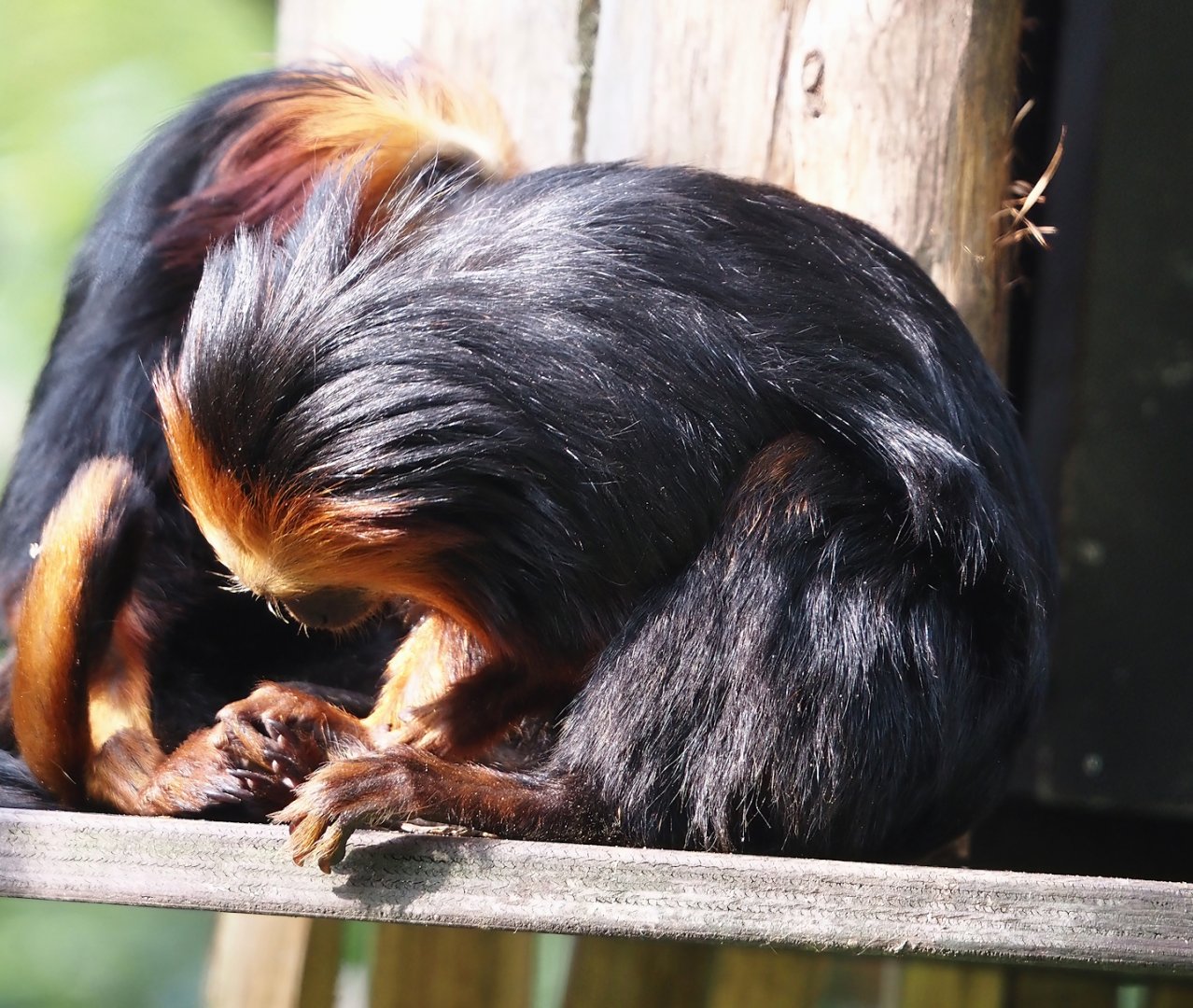 Golden-headed lion tamarin (Leontopithecus chrysomelas), 2024-08-18