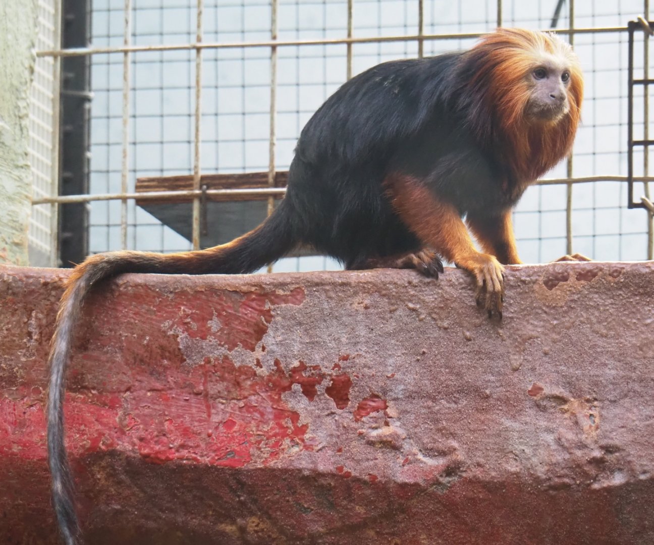 Golden-headed lion tamarin (Leontopithecus chrysomelas), Feb 27th, 2019