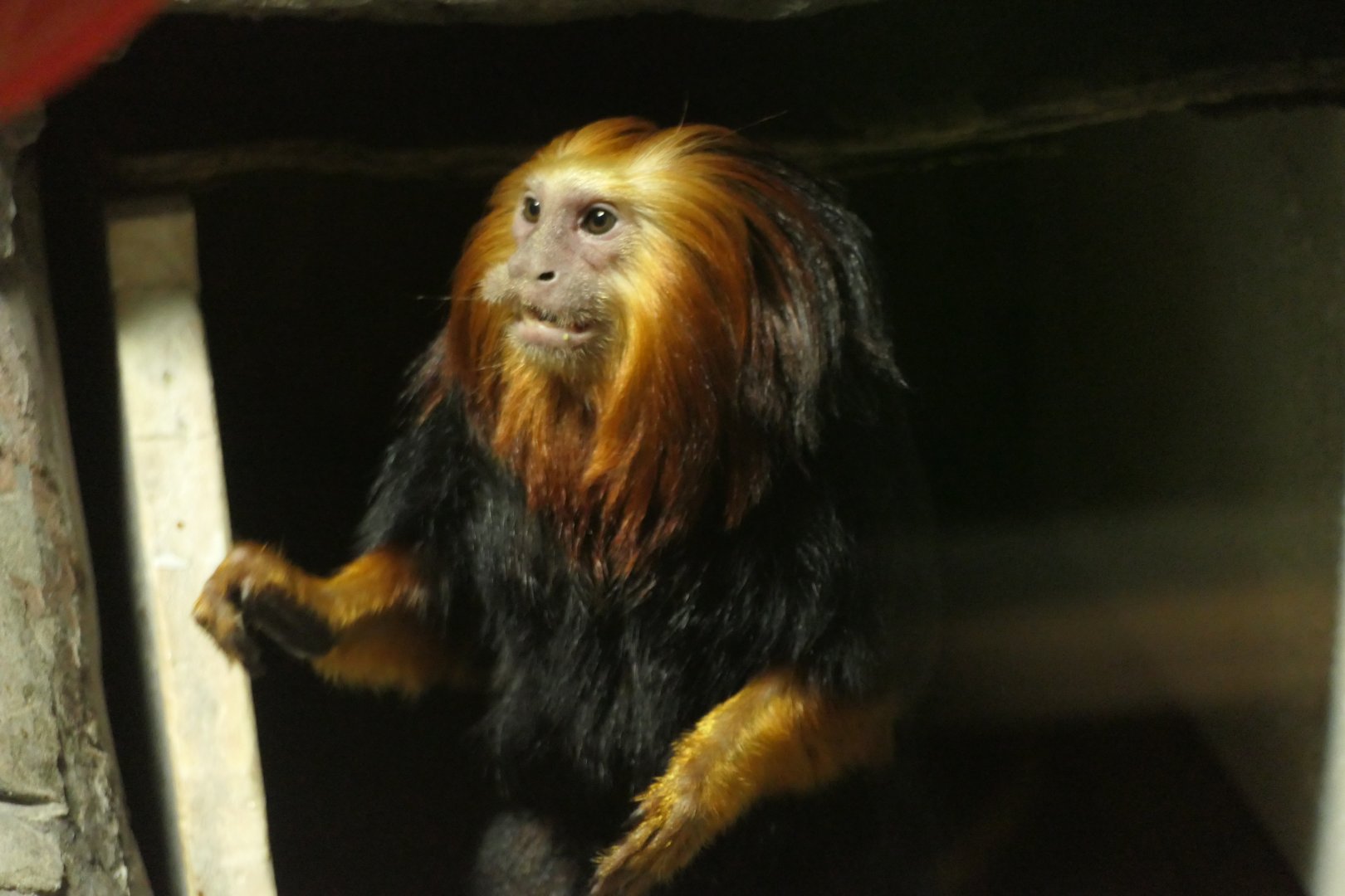 Golden-headed Lion Tamarin - Leontopithecus chrysomelas - South America Building